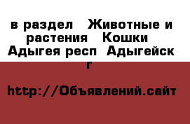  в раздел : Животные и растения » Кошки . Адыгея респ.,Адыгейск г.